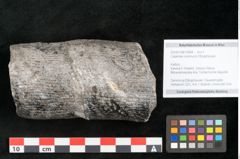 Foto (Objekt + Etikett) von Calamites communis Ettingshausen (NHMW-GEO-2024-0188-10964)
